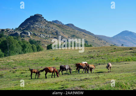 Garranos wild horses at the Peneda mountain range, Lamas de Mouro. Peneda Geres National Park, Portugal Stock Photo