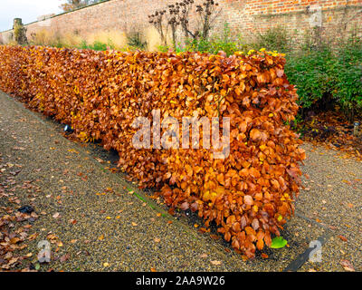 A fine beech hedge with golden brown leaves in autumn Stock Photo