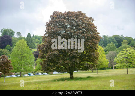 Spitz-Ahorn (Acer platanoides 'Schwedleri') Stock Photo