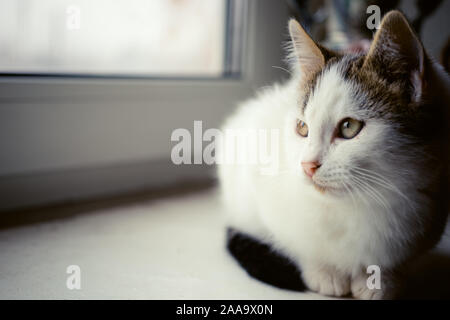 White kitten resting on the windowsill and looking out the window. Stock Photo