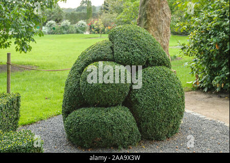 Buchsbaum (Buxus sempervirens var. arborescens) Stock Photo