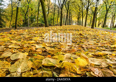 Footpath in The park, Rotterdam , The Netherlands, covered with fallen lime tree leaves on a sunny day in november Stock Photo