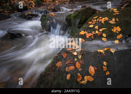 Autumnal landscape, fallen golden colour /color autumn leaves on rocks beside a fast moving stream or river Stock Photo