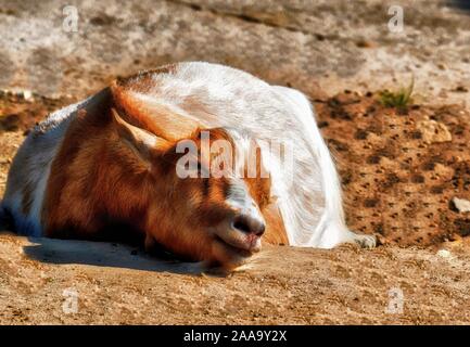 Goat sleeps in brown sand Stock Photo