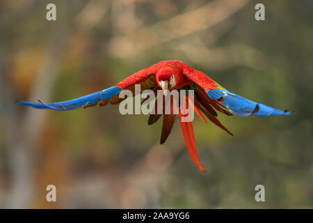 Scarlet macaw flying in the wild nature
