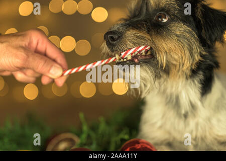 Little Jack Russell Terrier dog is licking a candy cane in front of blurred Christmas background. Candy is held out to him with one hand. Close up. Stock Photo