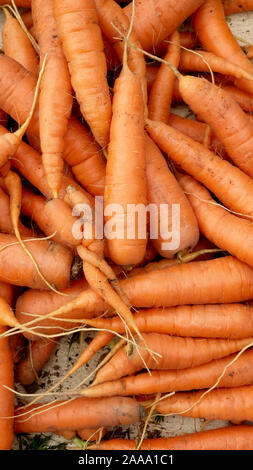 Natural home-grown carrots freshly from the garden. Stock Photo