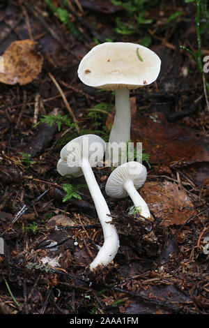 Tricholoma inamoenum, known as the gassy knight, wild mushroom from Finland Stock Photo