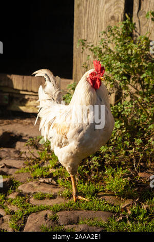 Portrait of a rooster in a farmyard in Yorkshire. Stock Photo