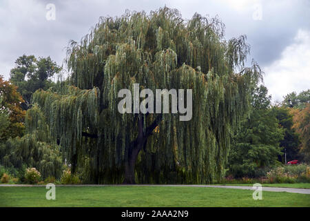 weeping willow on a background of green lawn Stock Photo