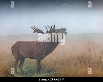 A red deer stag bellowing in the mist before sunrise in Richmond Park, London, UK