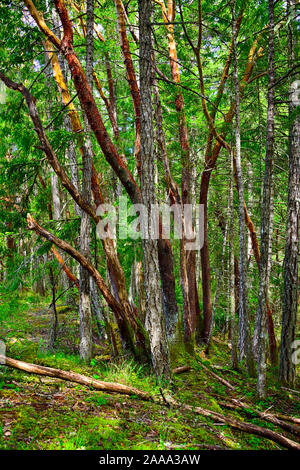 A stand of mixed trees on a hiking trail on Vancouver Island British Columbia Canada. Stock Photo