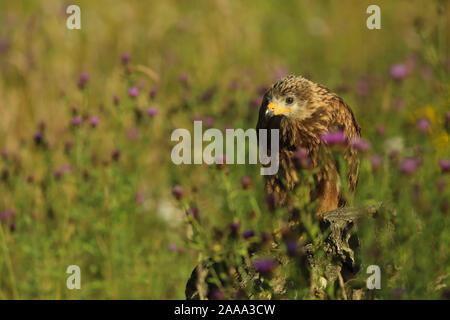 Red Kite surrounded by Flowers Stock Photo