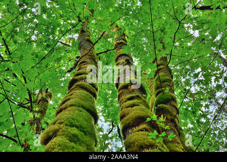 Green tree moss growing high up the trunks of a stand of trees on the coast of Vancouver Island British Columbia Canada Stock Photo