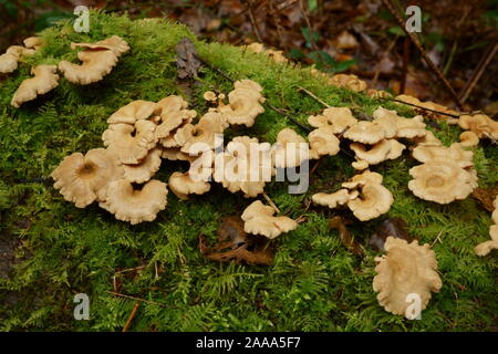 Fungi growing on a moss covered log on Ashdown forest. Stock Photo