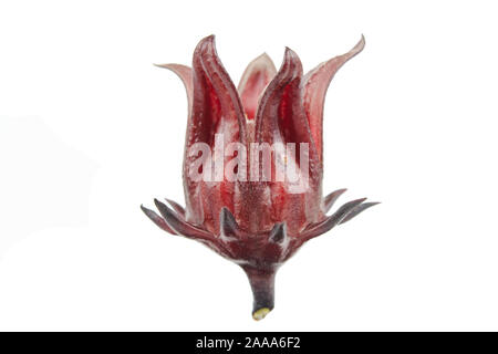 Roselle, Jamaican Sorelor or Hibiscus sabdariffa isolated on white background with clipping path Stock Photo