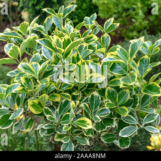 Japanischer Spindelstrauch (Euonymus japonicus 'Albomarginatus') Stock Photo