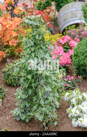 Efeu (Hedera helix 'Glacier') Stock Photo