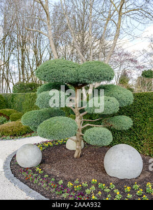 Virginischer Wacholder, Juniperus virginiana Hetz, Juniperus virginiana