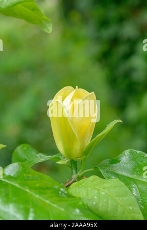 Magnolia (Magnolia × brooklynensis 'Yellow Bird') Stock Photo
