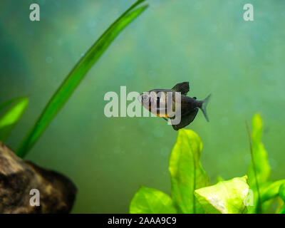 Black Skirt Tetra (Gymnocorymbus ternetzi) in a fish tank Stock Photo