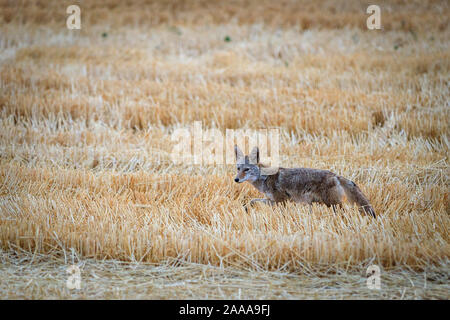 Curious Coyote Stock Photo