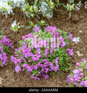 Rhododendron (Rhododendron calostrotum subsp. keleticum Stock Photo - Alamy