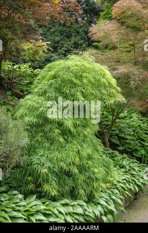 Japanischer Schlitz-Ahorn (Acer palmatum 'Dissectum') Stock Photo