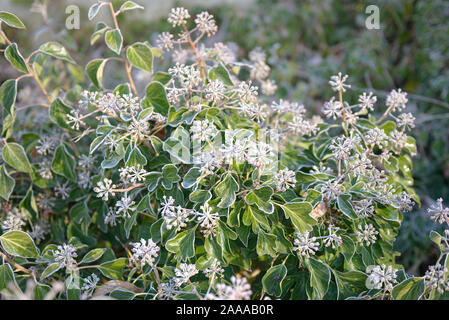 Strauch-Efeu (Hedera helix 'Arborescens') Stock Photo