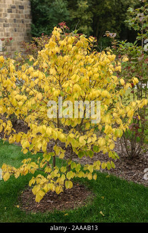 Virginische Zaubernuss (Hamamelis virginiana) Stock Photo