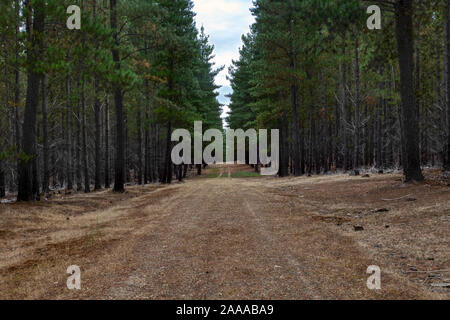 Dirt road through a pine tree forest Stock Photo