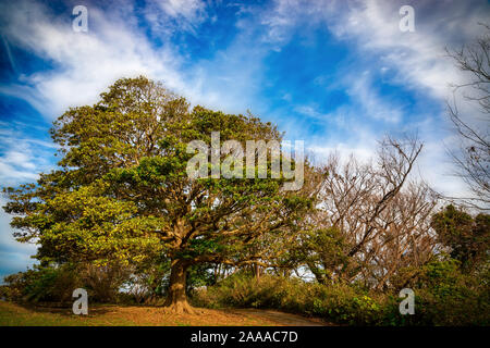 A tree on a hill in Kanonzaki Park near Yokosuka, Japan begins shedding it’s autumn leaves. Stock Photo