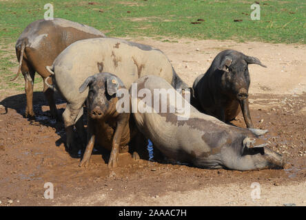 Domestic pigs in a wallow in Azuel (Cordoba province, Southern Spain) Stock Photo
