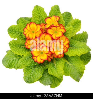 primula with bright flowers isolated on white background Stock Photo
