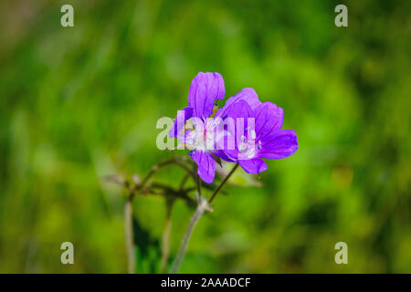 Flowering Geranium meadow Geranium pratense close-up on a blurred background. Stock Photo