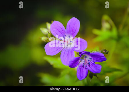 Flowering Geranium meadow Geranium pratense close-up on a blurred background. Stock Photo