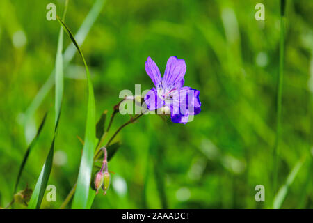 Flowering Geranium meadow Geranium pratense close-up on a blurred background. Stock Photo