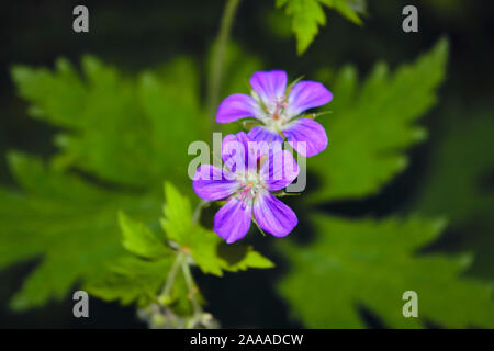 Flowering Geranium meadow Geranium pratense close-up on a blurred background. Stock Photo