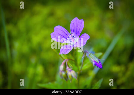 Flowering Geranium meadow Geranium pratense close-up on a blurred background. Stock Photo