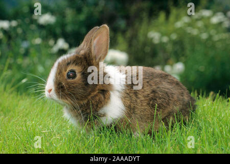 Tiere Saeugetiere Kaninchen Hauskaninchen Zwergkaninchen