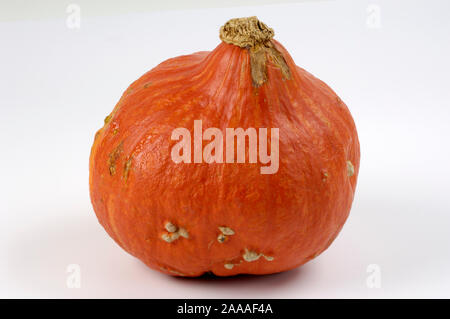 Pumpkin 'Hokkaido' / (Cucurbita pepo) | Speisekuerbis 'Hokkaido' / (Cucurbita pepo) / Kuerbis, Kürbis, Zierkürbis, Gartenkürbis, Stock Photo