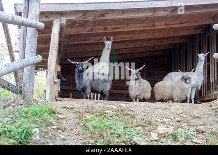 View of two llamas and three Hungarian jigsaw sheep in their dugout Stock Photo