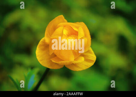 Wild yellow flowers of the European globeflower on the forest lawn close up. Stock Photo