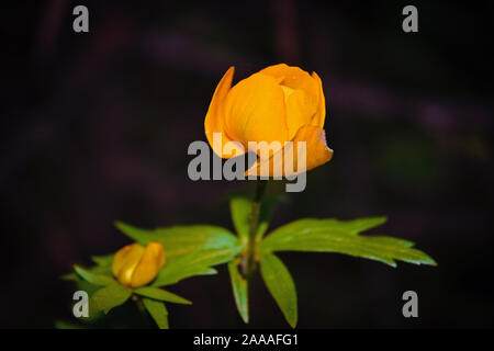 Wild yellow flowers of the European globeflower on the forest lawn close up. Stock Photo
