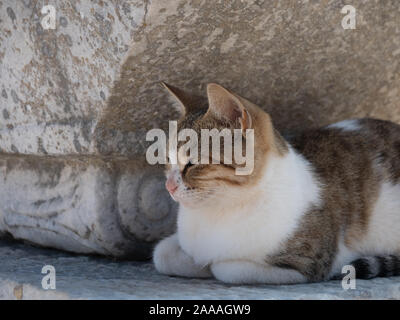 Close up of a white and brown cat with striped tail resting in the ruins in Ephesus Turkey. The cat is perched on a block of marble with a piece of ca Stock Photo