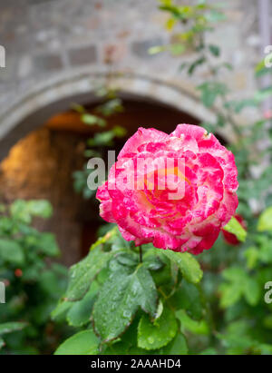 Raindrops on a white rose with hot pink edges on petals in the foreground with a building with a stone archway in the background. Stock Photo