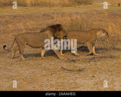 Male lion following lioness preparing to mate Stock Photo