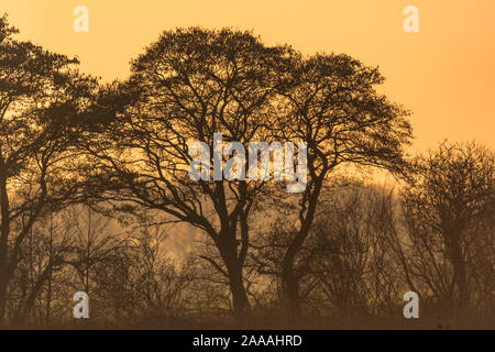 Trees silhouetted at sunset in winter Stock Photo