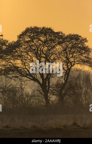Trees silhouetted at sunset in winter Stock Photo