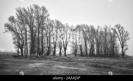 Black and white picture of a rural landscape in foggy day, Wyoming, USA. Stock Photo